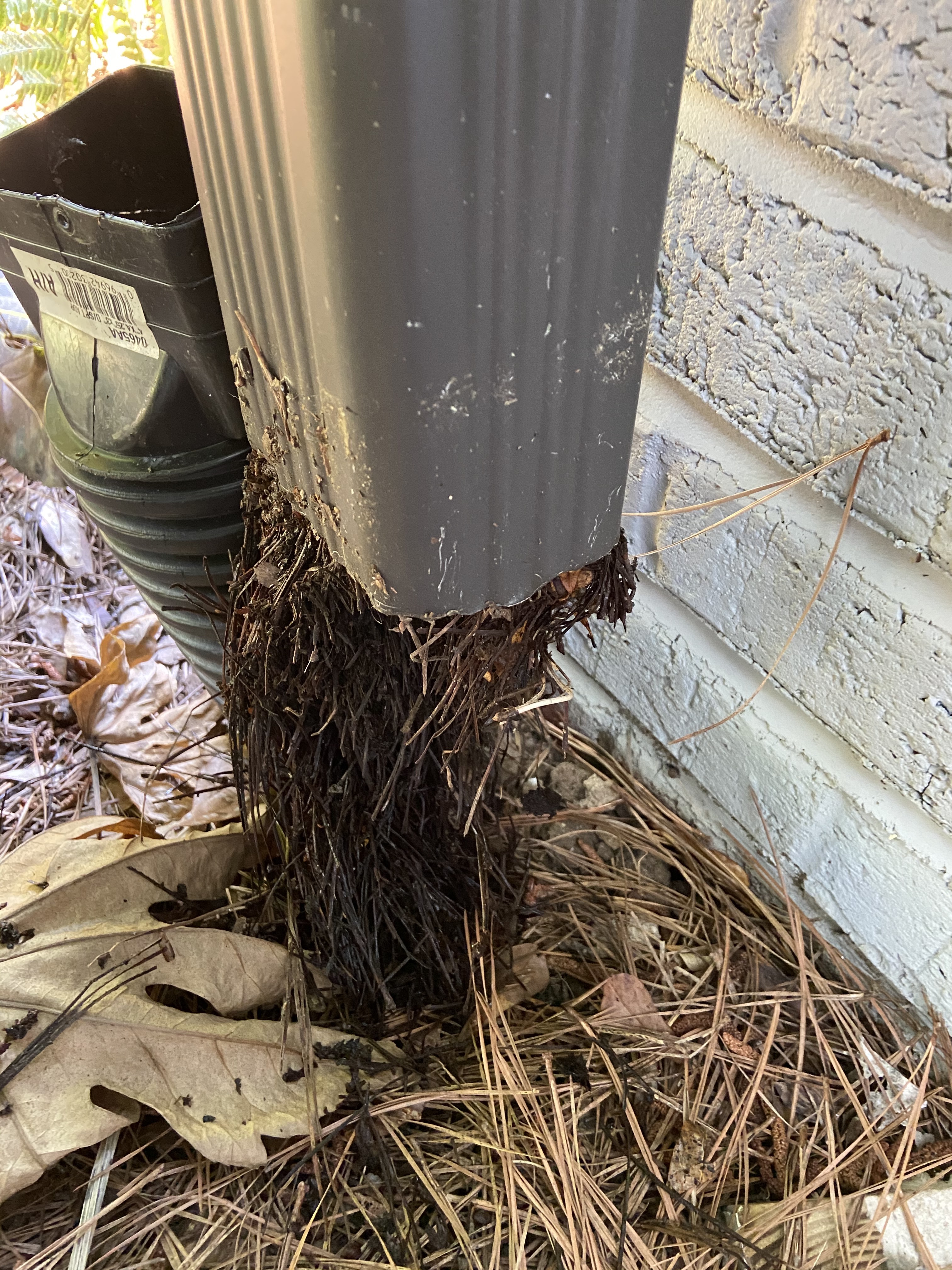 Clogged Drainage