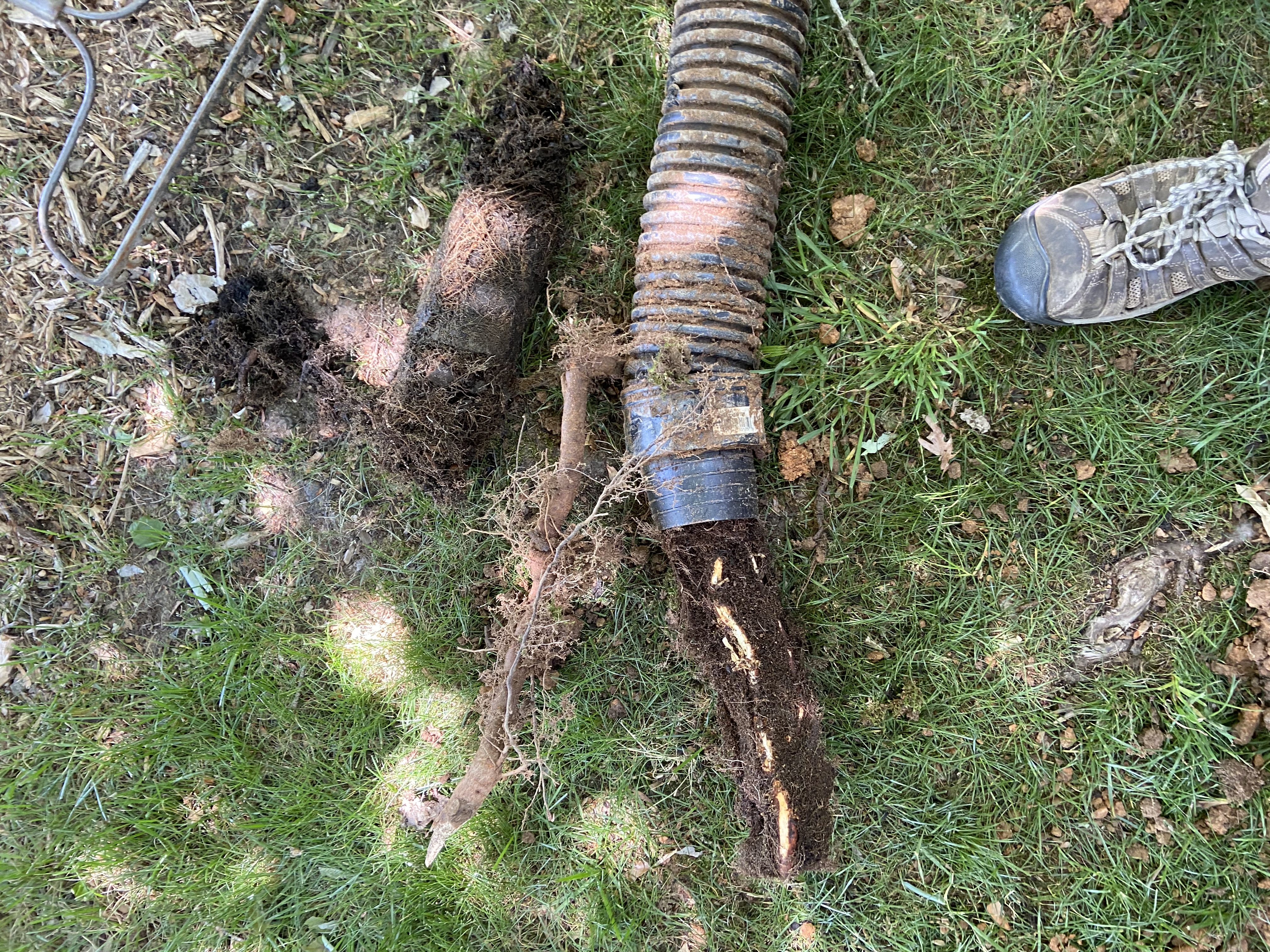 Roots in Drain