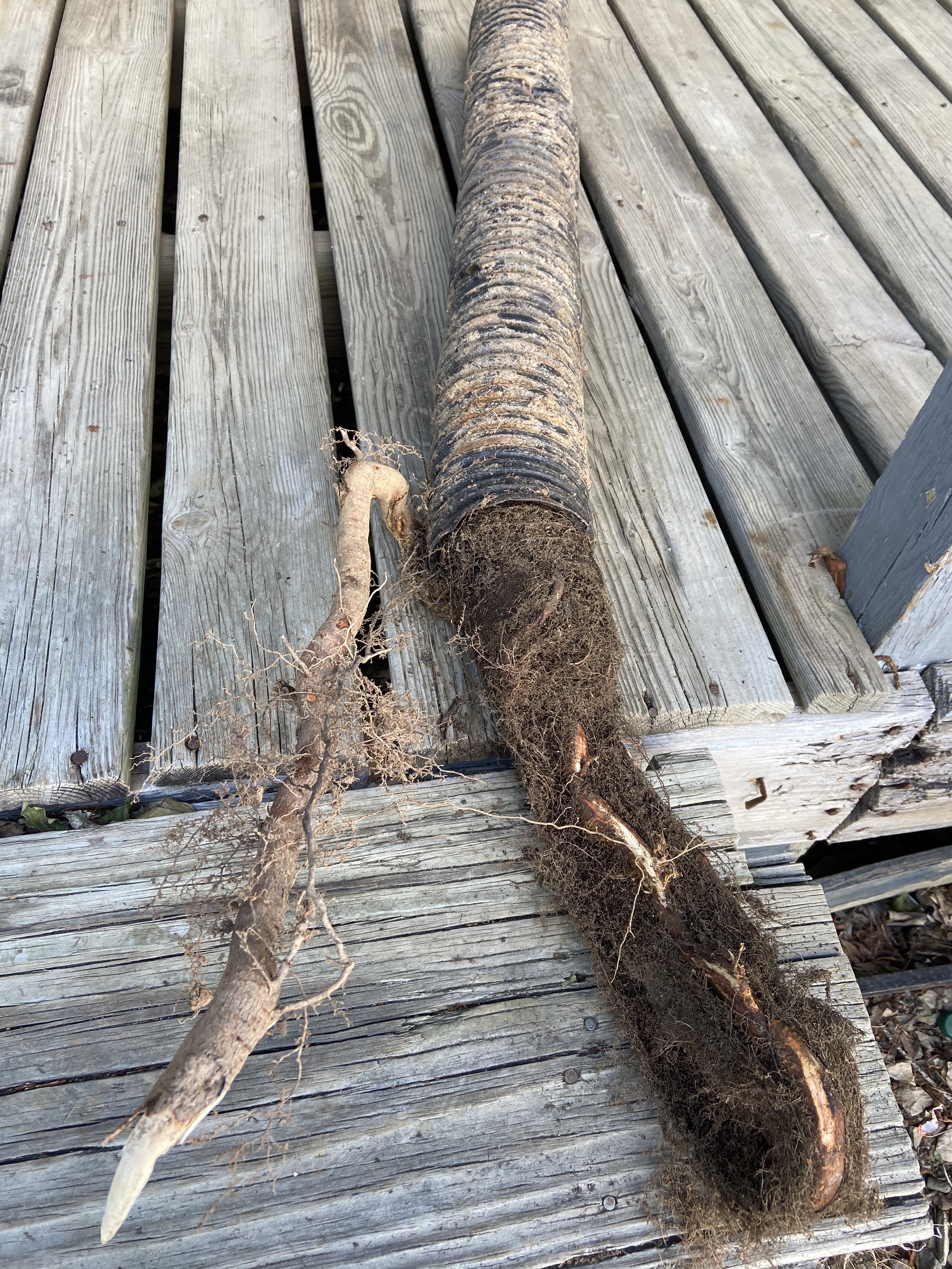 More Roots in Drain